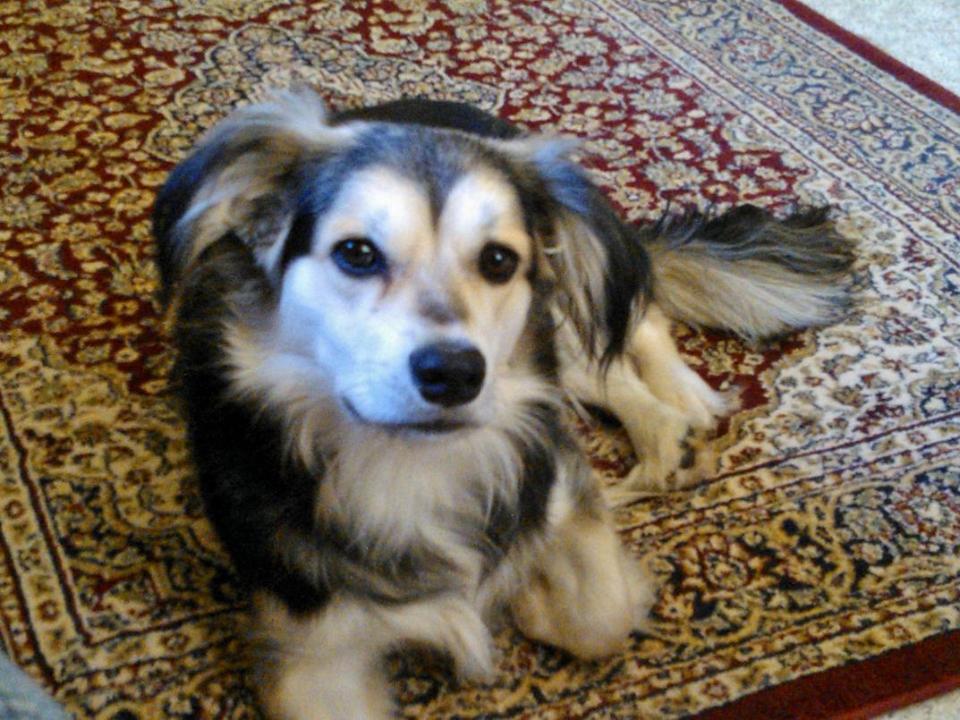 Bailey - August 2014